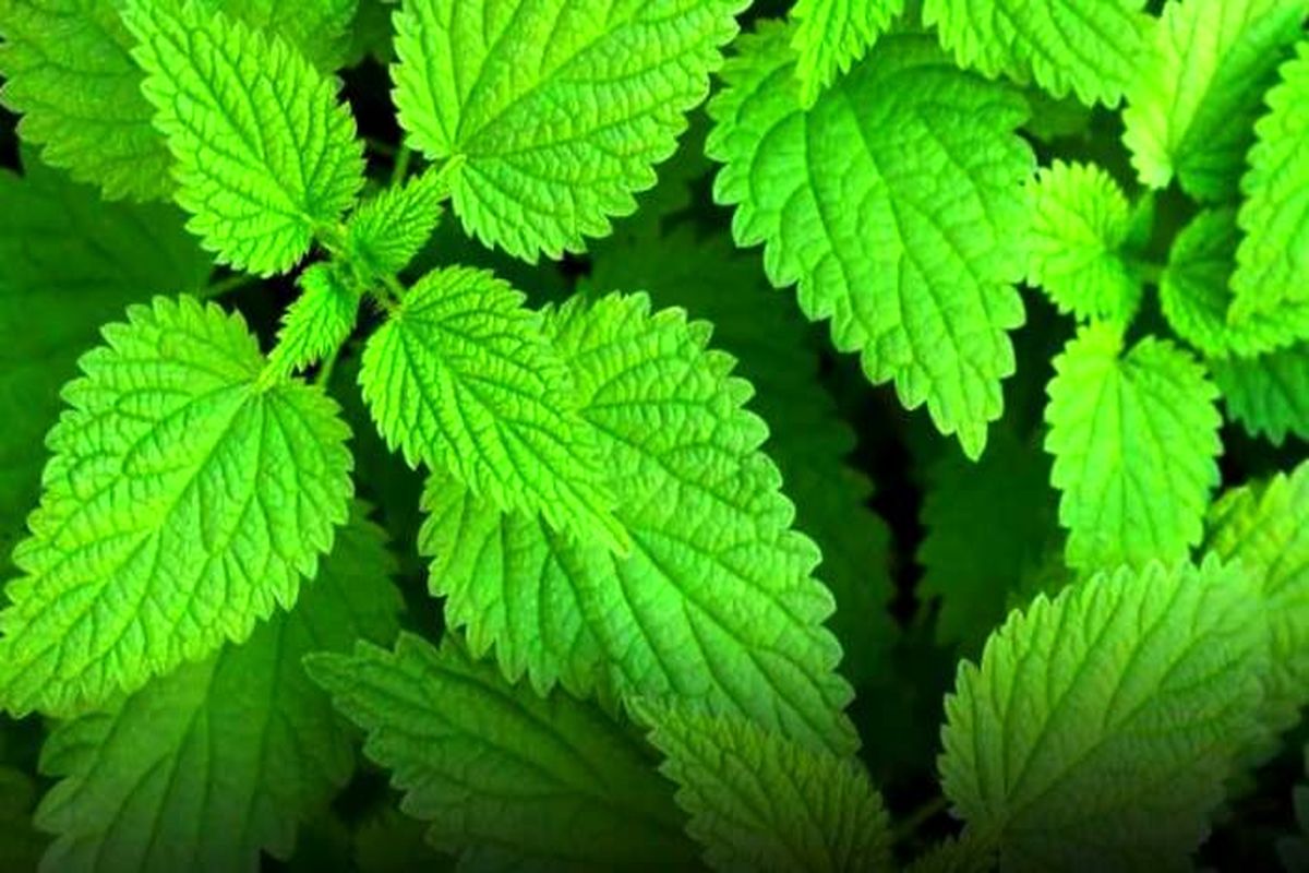 گزنه و لاغری شکم و پهلو| ۴۰ خاصیت فوق العاده گیاه گزنه