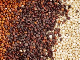 کینوا برای لاغری| معجزه شگفت انگیز دانه کینوا برای کاهش وزن