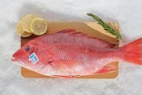 ۱۳ ماهی خوراکی مغذی از دریای شمال و جنوب