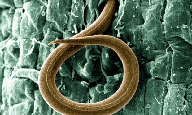 انگل‌ها مسکن می‌شوند!