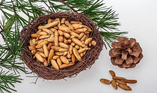 خواص فوقالعاده چلغوز (Chilgoza Pine) + روش مصرف خواص فوقالعاده چلغوز (Chilgoza Pine) + روش مصرف