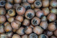 خواص فوق‌العاده این میوه برای قلب و مغز