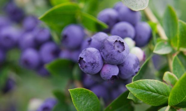 کالری یک فنجان بلوبری چقدر است؟