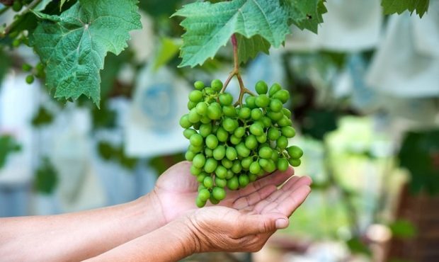 خواص و مضرات آبغوره و طبع آن