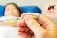 تب دنگی چیست + راه‌های انتقال، علائم، راه پیشگیری و شیوه‌های درمان